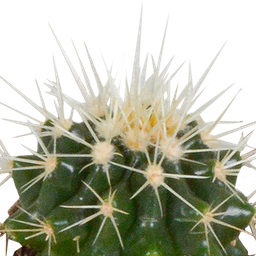 House of cactus Cactus mix 5.5 cm - 5x - in witte pot (8720618070104)