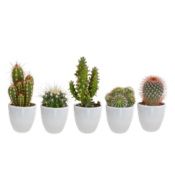 House of cactus Cactus mix 5.5 cm - 5x - in witte pot (8720618070104)