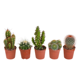 House of cactus Cactus mix 5.5 cm - 5x - zonder pot (8720387961009)