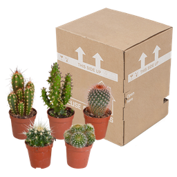 House of cactus Cactus mix 5.5 cm - 5x - zonder pot (8720387961009)
