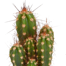 House of cactus Cactus mix 5.5 cm - 5x - zonder pot (8720387961009)
