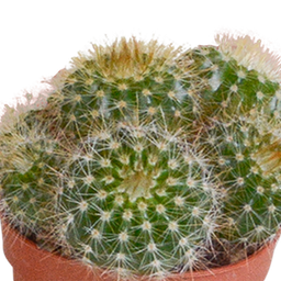 House of cactus Cactus mix 5.5 cm - 5x - zonder pot (8720387961009)