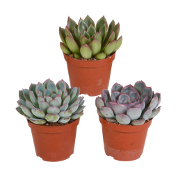 House of cactus Echeveria mix 8.5 cm - 3x - zonder pot (8720387961290)