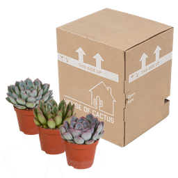 House of cactus Echeveria mix 8.5 cm - 3x - zonder pot (8720387961290)