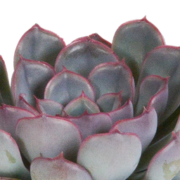 House of cactus Echeveria mix 8.5 cm - 3x - zonder pot (8720387961290)