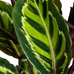 Calathea Roseopicta Ø17cm - ↕40 (4250308316679)