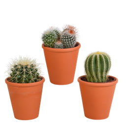 House of cactus Bolcactus mix 8,5 cm | 3 stuks - in terracotta pot (8720387961238)