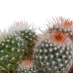 House of cactus Bolcactus mix 8,5 cm | 3 stuks - in terracotta pot (8720387961238)