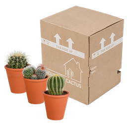 House of cactus Bolcactus mix 8,5 cm | 3 stuks - in terracotta pot (8720387961238)