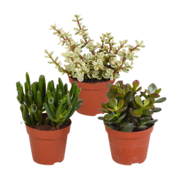 House of cactus Crassula mix 8.5 cm - zonder pot - 3x (8720387961252)