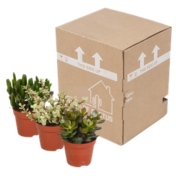 House of cactus Crassula mix 8.5 cm - zonder pot - 3x (8720387961252)