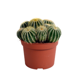 House of cactus Eriocactus warasii 12cm (8720387961627)