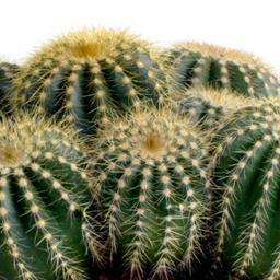 House of cactus Eriocactus warasii 12cm (8720387961627)
