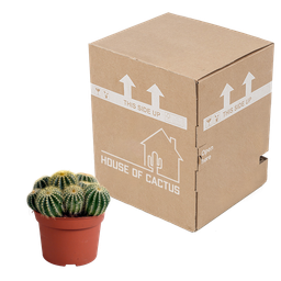 House of cactus Eriocactus warasii 12cm (8720387961627)