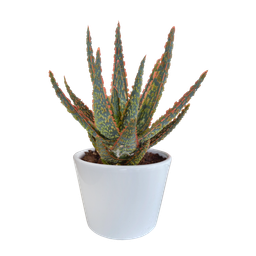 House of cactus Aloë zebrina Dannyz 10,5cm - in witte pot (8720618070265)