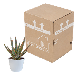 House of cactus Aloë zebrina Dannyz 10,5cm - in witte pot (8720618070265)
