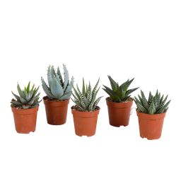 House of cactus Gasteria/Haworthia mix 5,5cm - zonder pot - 5x (8720387961092)