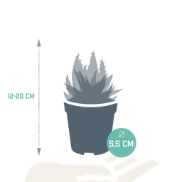 House of cactus Gasteria/Haworthia mix 5,5cm - zonder pot - 5x (8720387961092)
