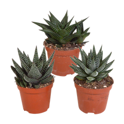 House of cactus Gasteria/Haworthia mix 8,5cm - 3x - zonder pot (8720387961337)