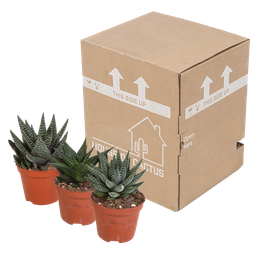 House of cactus Gasteria/Haworthia mix 8,5cm - 3x - zonder pot (8720387961337)