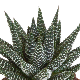 House of cactus Gasteria/Haworthia mix 8,5cm - 3x - zonder pot (8720387961337)