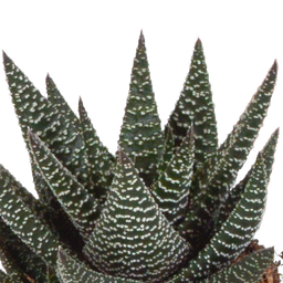 House of cactus Gasteria/Haworthia mix 8,5cm - 3x - zonder pot (8720387961337)