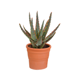 House of cactus Aloë zebrina Dannyz 10,5cm - in terracotta pot (8720387961559)