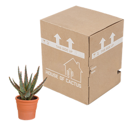 House of cactus Aloë zebrina Dannyz 10,5cm - in terracotta pot (8720387961559)