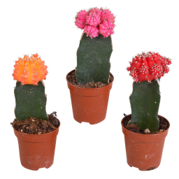 House of cactus Euphorbia meloformis variegata - Gymnocalycium mix - 5,5cm - 3x (8720387961047)