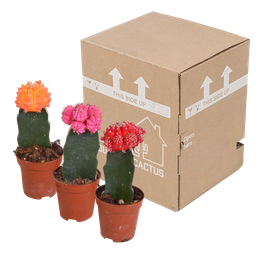 House of cactus Euphorbia meloformis variegata - Gymnocalycium mix - 5,5cm - 3x (8720387961047)