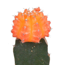 House of cactus Euphorbia meloformis variegata - Gymnocalycium mix - 5,5cm - 3x (8720387961047)