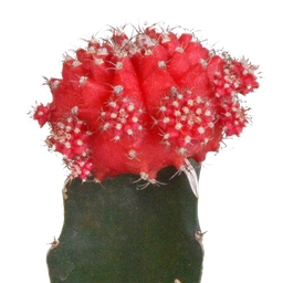 House of cactus Euphorbia meloformis variegata - Gymnocalycium mix - 5,5cm - 3x (8720387961047)