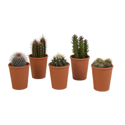 House of cactus Cactus mix 5.5 cm - 5x - in terracotta pot (8720387961023)