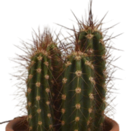 House of cactus Cactus mix 5.5 cm - 5x - in terracotta pot (8720387961023)