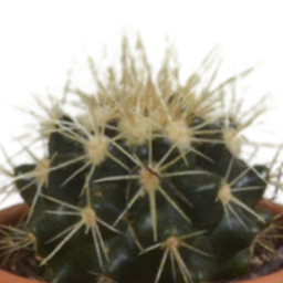 House of cactus Cactus mix 5.5 cm - 5x - in terracotta pot (8720387961023)