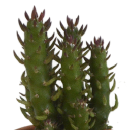 House of cactus Cactus mix 5.5 cm - 5x - in terracotta pot (8720387961023)
