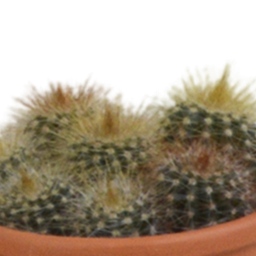 House of cactus Cactus mix 5.5 cm - 5x - in terracotta pot (8720387961023)