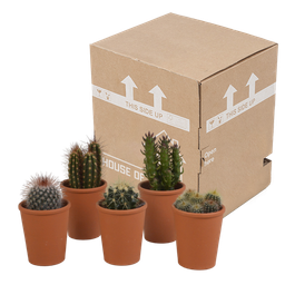 House of cactus Cactus mix 5.5 cm - 5x - in terracotta pot (8720387961023)