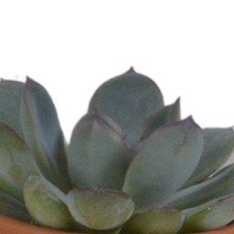 House of cactus Vetplanten mix 5.5 cm - 5x - in terracotta pot (8720387961078)