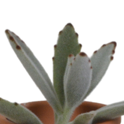 House of cactus Vetplanten mix 5.5 cm - 5x - in terracotta pot (8720387961078)