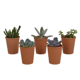 House of cactus Vetplanten mix 5.5 cm - 5x - in terracotta pot (8720387961078)