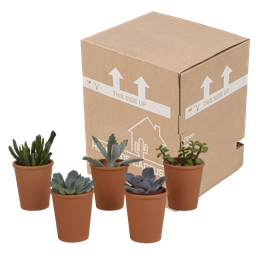 House of cactus Vetplanten mix 5.5 cm - 5x - in terracotta pot (8720387961078)