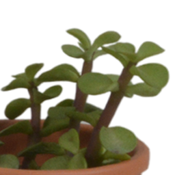 House of cactus Vetplanten mix 5.5 cm - 5x - in terracotta pot (8720387961078)