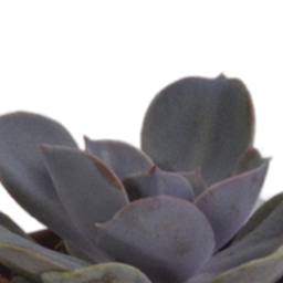 House of cactus Vetplanten mix 5.5 cm - 5x - in terracotta pot (8720387961078)