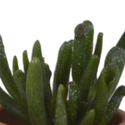 House of cactus Vetplanten mix 5.5 cm - 5x - in terracotta pot (8720387961078)