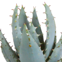 House of cactus Gasteria/Haworthia mix 5,5cm - 5x - in terracotta pot (8720387961115)