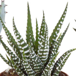 House of cactus Gasteria/Haworthia mix 5,5cm - 5x - in terracotta pot (8720387961115)