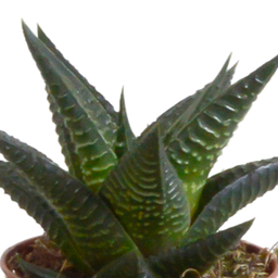 House of cactus Gasteria/Haworthia mix 5,5cm - 5x - in terracotta pot (8720387961115)