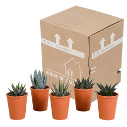 House of cactus Gasteria/Haworthia mix 5,5cm - 5x - in terracotta pot (8720387961115)