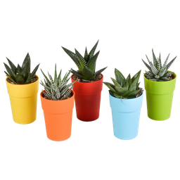 House of cactus Gasteria/Haworthia mix 5,5cm - 5x - in gekleurde plasticpot (8720618070449)